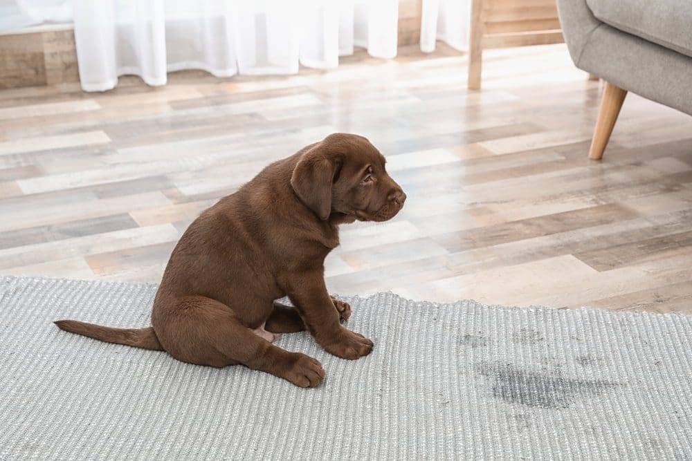Chocolate Labrador Retriever puppy and wet spot on carpet indoors