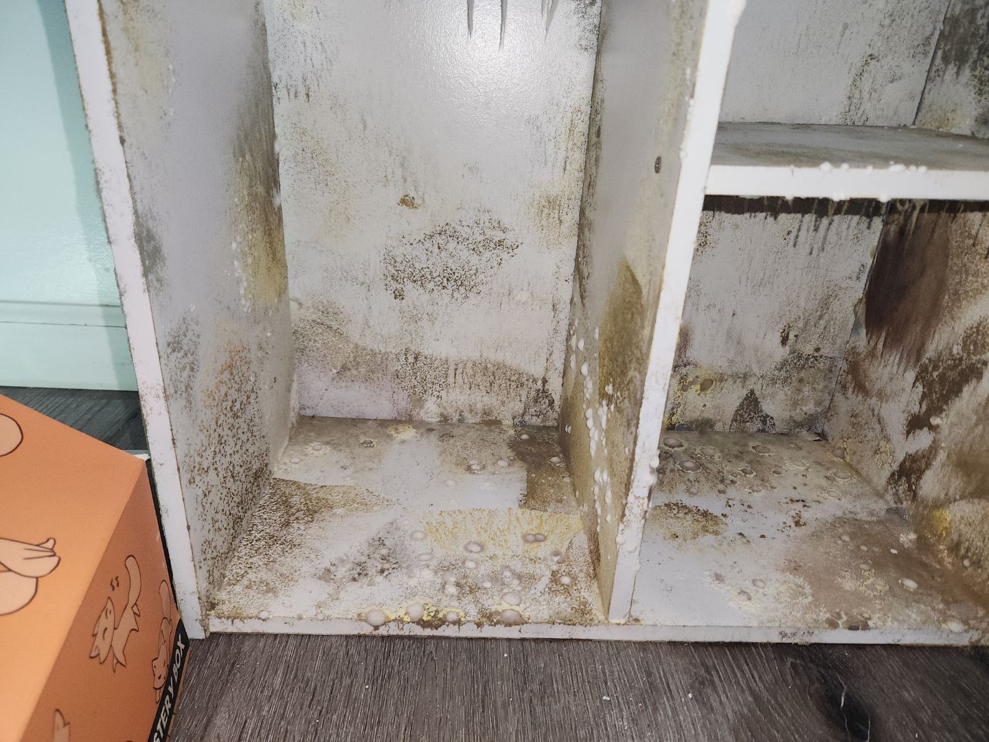 Heavy mold covering shelving in a UConn student rental one week after move-in