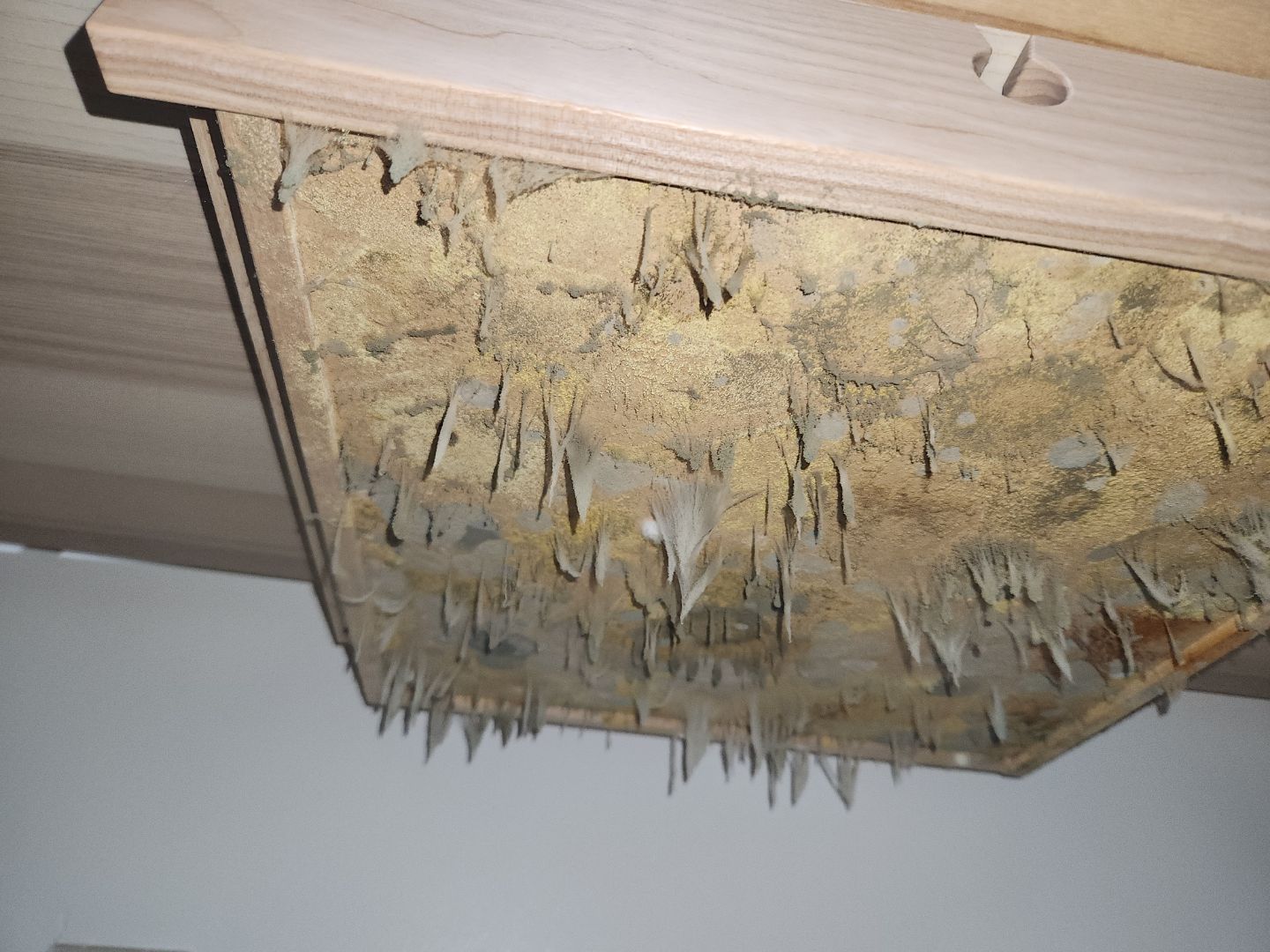 Mold hanging from the underside of a ceiling panel