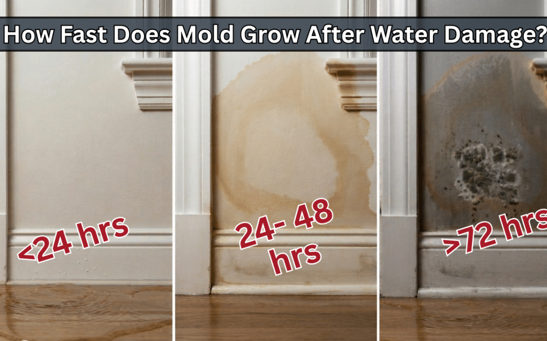 How Fast Does Mold Grow After Water Damage? A Timeline for CT Homeowners