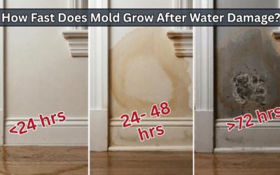 How Fast Does Mold Grow After Water Damage? A Timeline for CT Homeowners