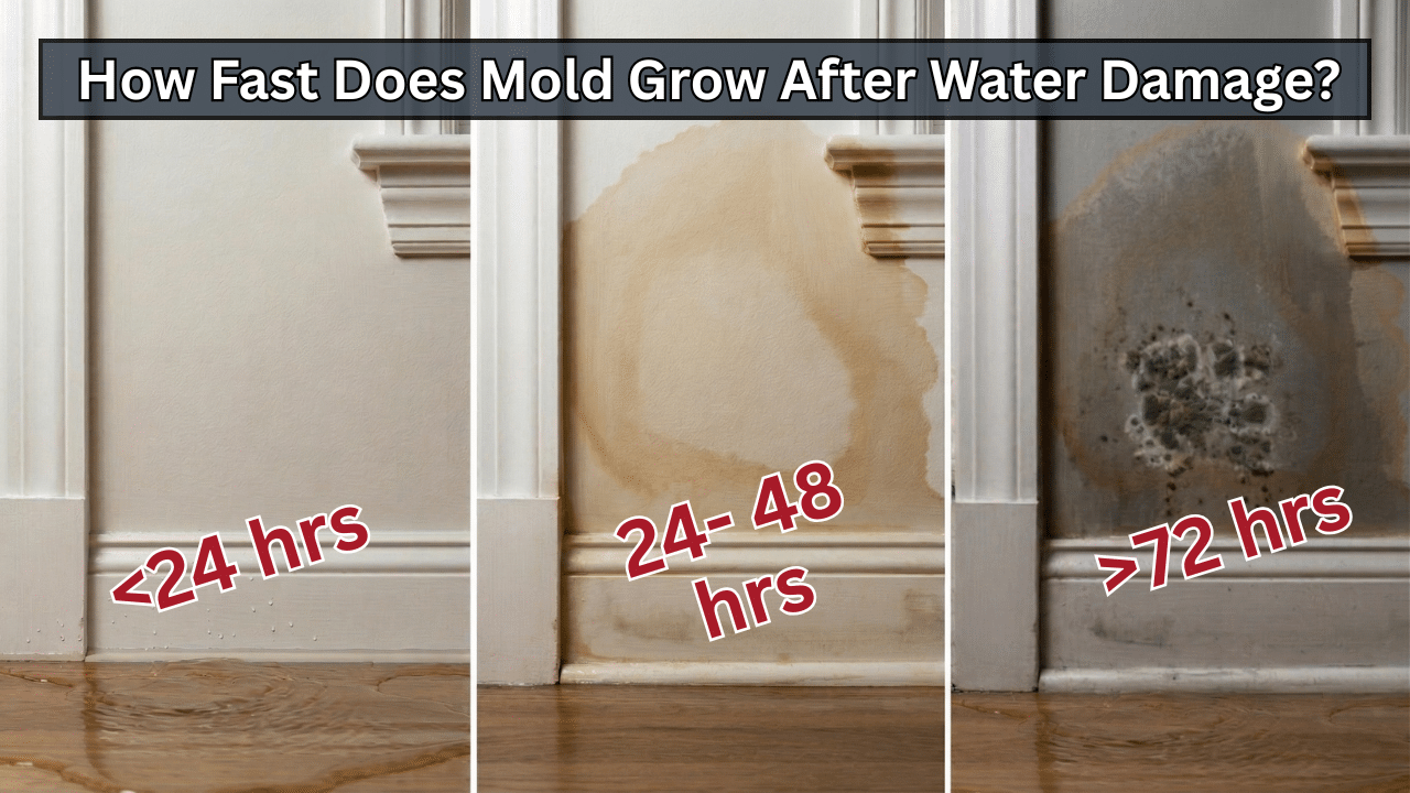 How Fast Does Mold Grow After Water Damage