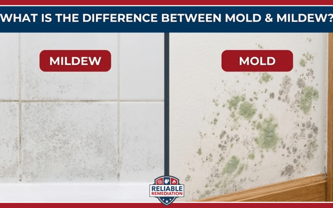 What Is the Difference Between Mold and Mildew?